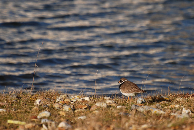 Ringed Plover @ Widewater Lagoon
