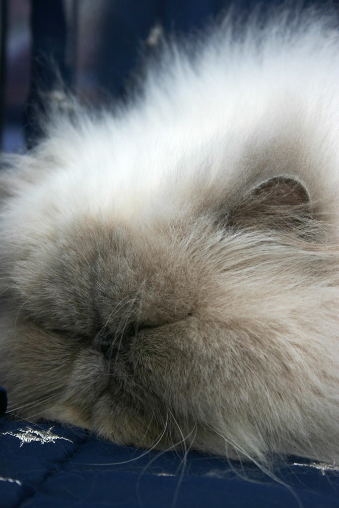 Sleepy kitty | soft kitty, warm kitty, little ball of fur, h… | Flickr