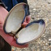 Flickr photo 'purplish shell from the mussel (clam) Mercenaria mercenaria' by: Vilseskogen.