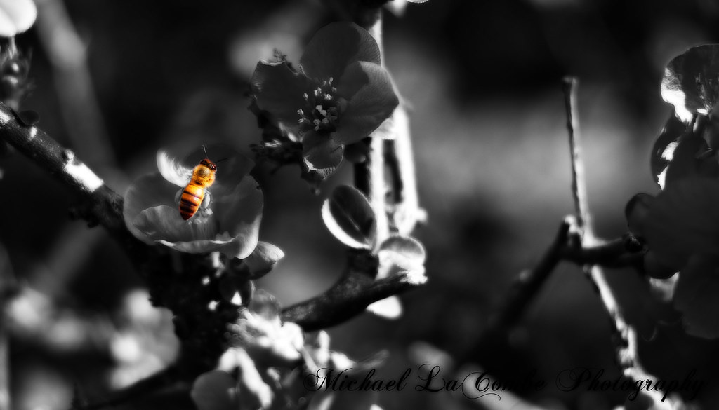 Day 46: Please Bee Kind by Michael_Aaron