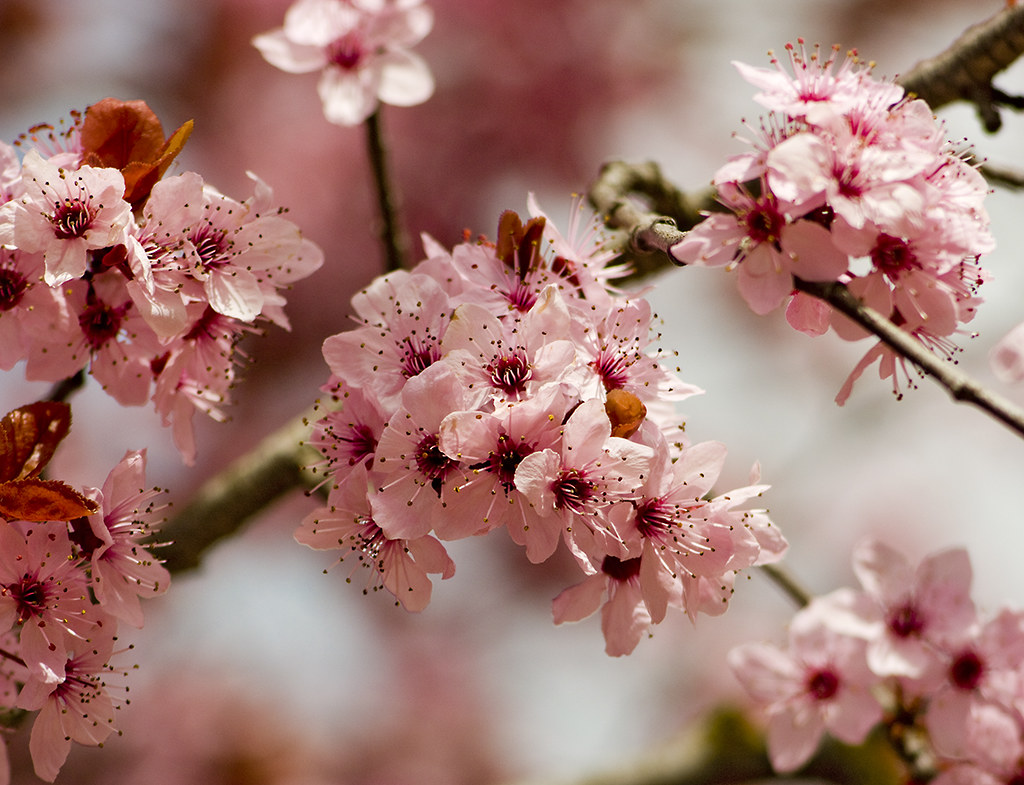 Plum blossom. Сакура цветок крупным планом. Цветы Сакуры фото. Sweet Blossoms.