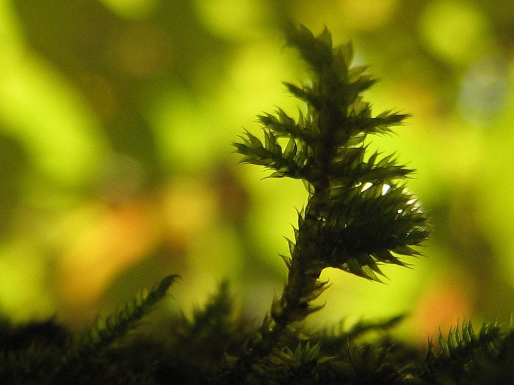 A small tree ... of moss by Rosmarie Wirz
