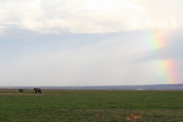 Rainbow over Amboseli