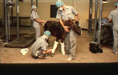 Large animal and surgery complex - 16 | Title: Large animal … | Flickr