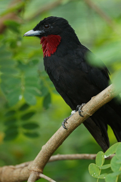 Purple-throated Fruit Crow