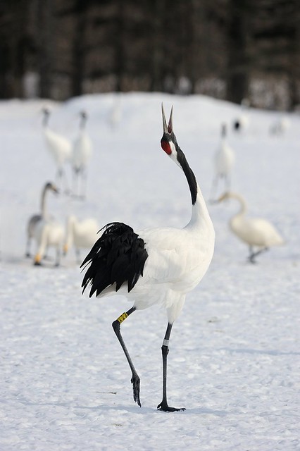 Red-crowned crane calling