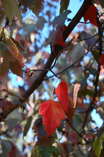 fall in ashland, OR | by marisa & creativethursday