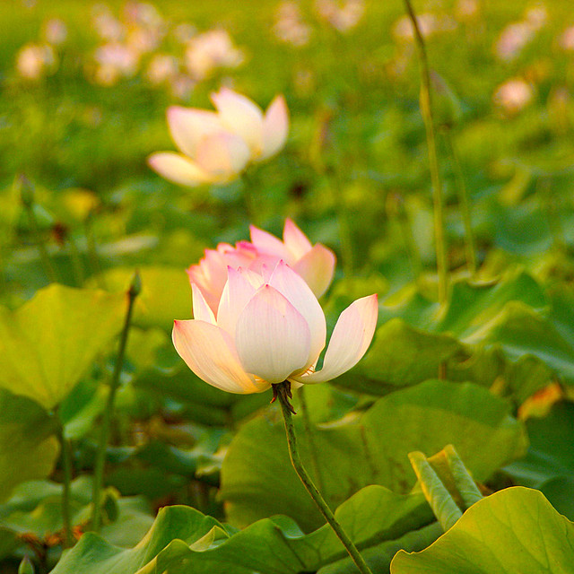 a field full of lotusflowers.......