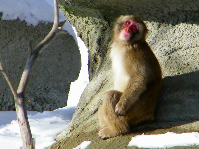 Snow Monkey at the Detroit Zoo