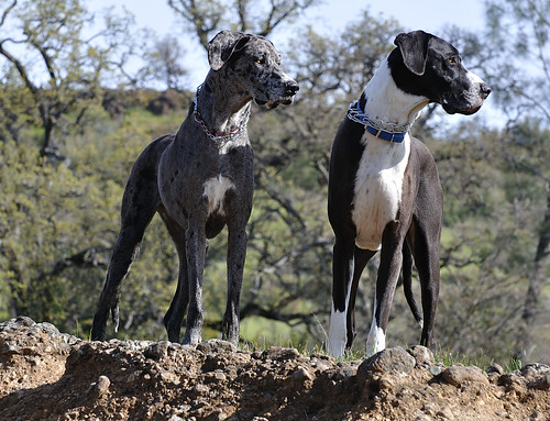 Kassie and Max ~ Upper Bidwell Park by champbass2
