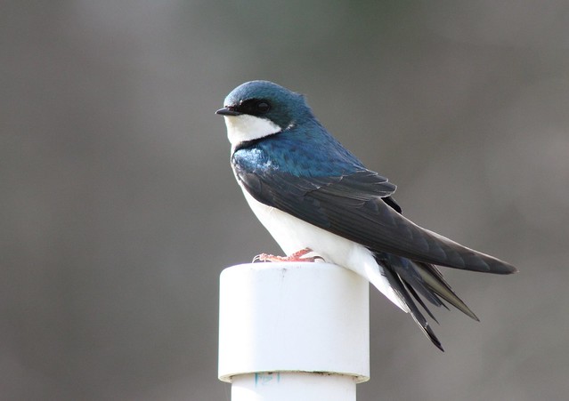 Tree Swallow- Stony Brook, Norfolk MA