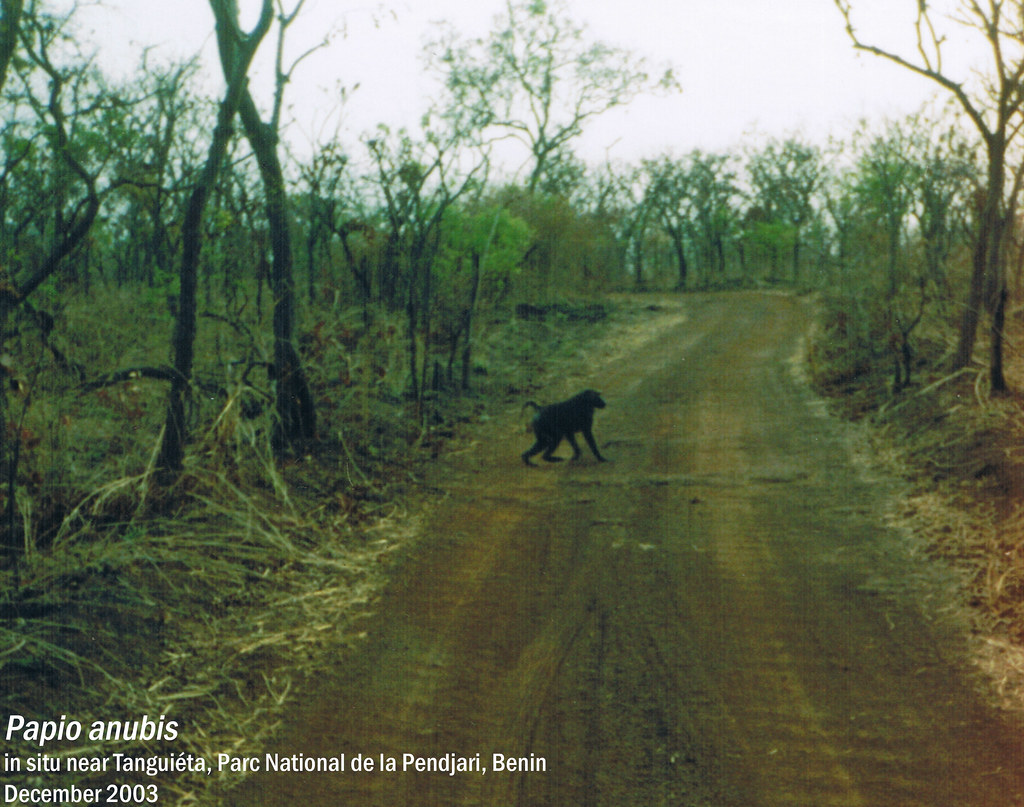 Papio anubis - in situ near Tanguiéta, Parc National de la Pendjari, Benin Dec, 2003 Leo