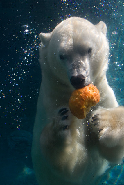 polar bear vs. pumpkin