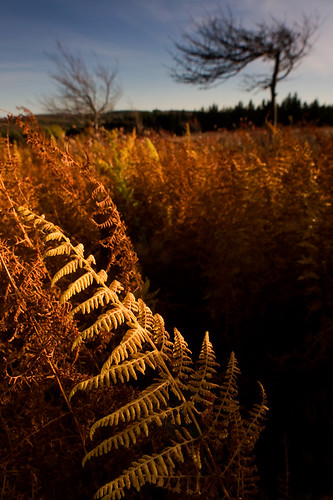 Dolly Sods Autumn by tklancer