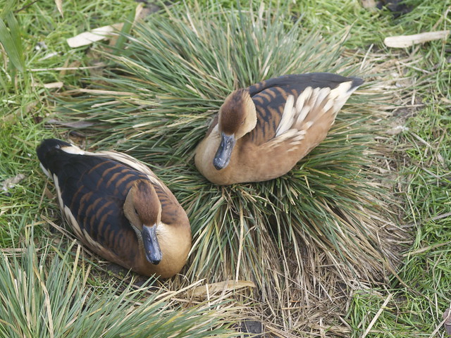 Fulvous Whistling Duck.
