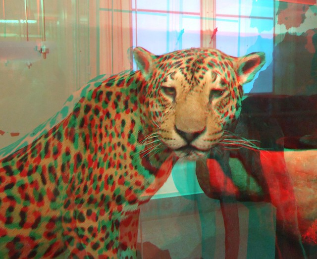 Jaguar in Artis zoo, 3D photo (anaglyph)
