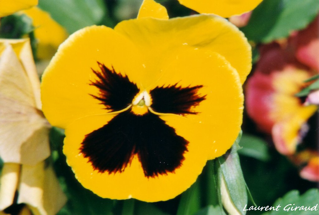 Photo d'une Fleur de Pensée jaune. | et voilà une fleur de l… | Flickr