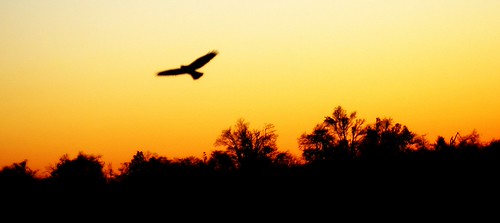 Silhouette Soaring by mightyquinninwky, <a href="http://bighugelabs.com/onblack.php?id=4077038322&size=large" rel="nofollow">View On Bla