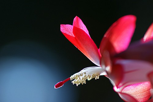 christmas cactus | by sunshadows