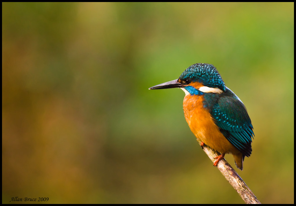 Kingfisher by charminbayurr