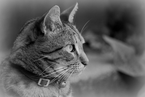 Coco | by ♥ Mary Moore