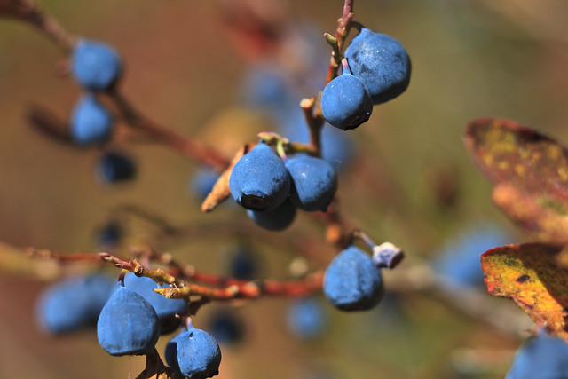 Dwarf Blueberry (Vaccinium caespitosum)