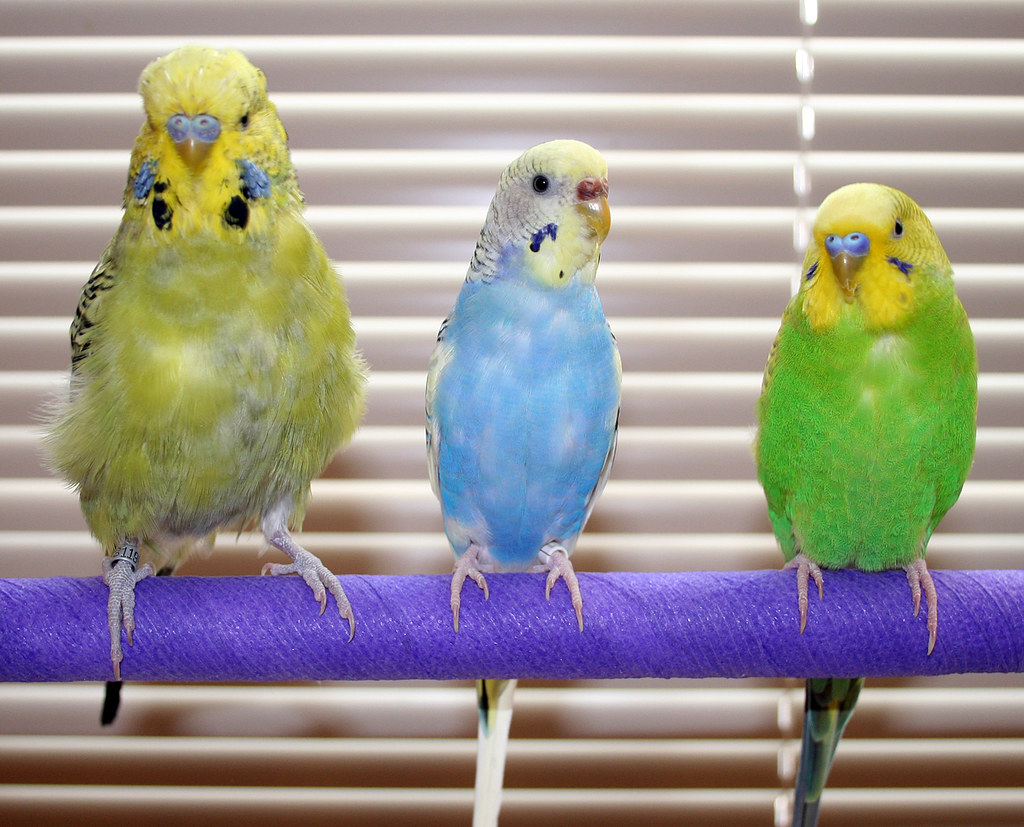 Image result for parakeets