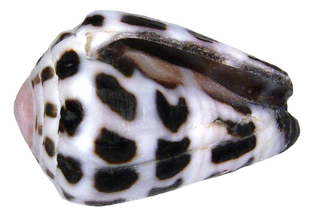 Conus ebraeus Linné, 1758