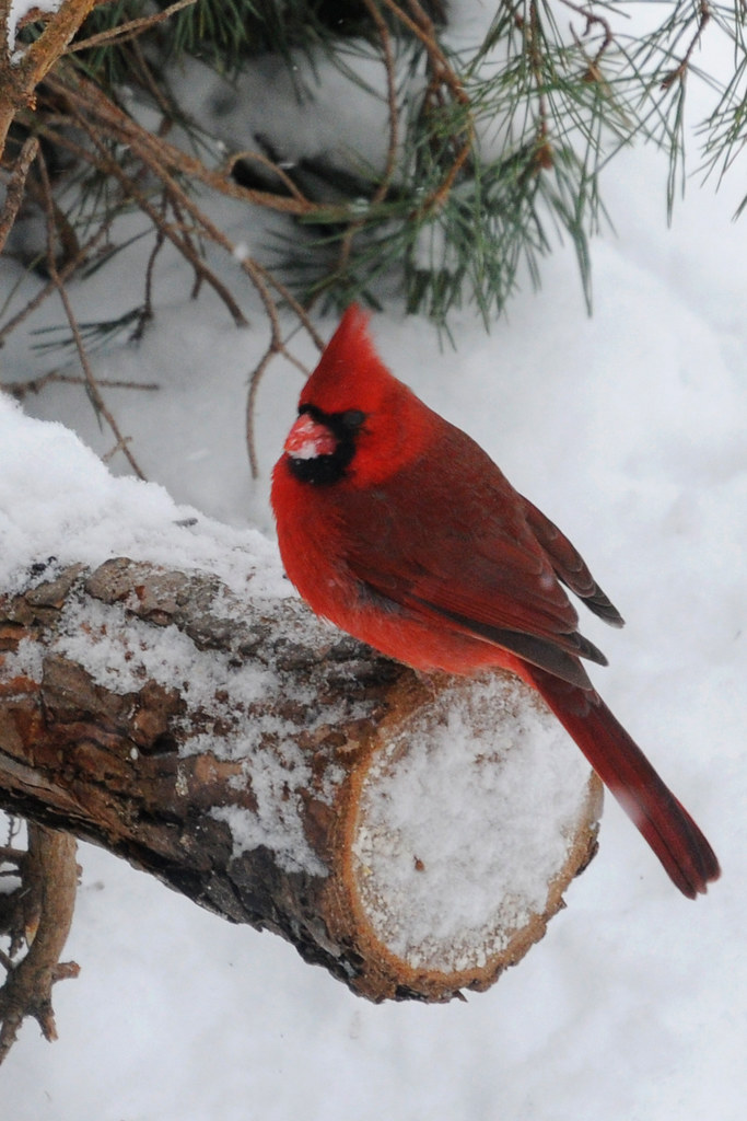 Cardinal - Indiana's State Bird, Learn about other Indiana …