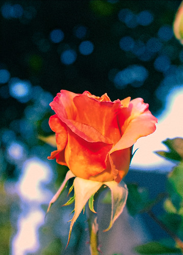 run for the roses | a pink and orange rosebud. It smells as … | Flickr