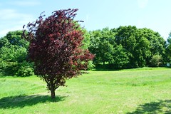 Copper beech at Lesnes Abbey
