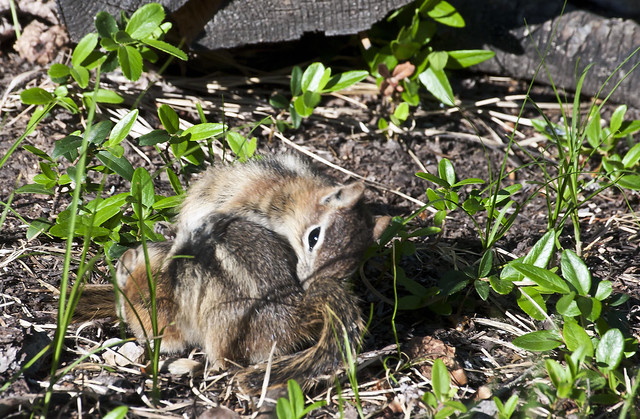 Golden-mantled Ground Squirrel Pups (Spermophilus lateris); Sandoval County, NM. Thompson Ridge [Lou Feltz]