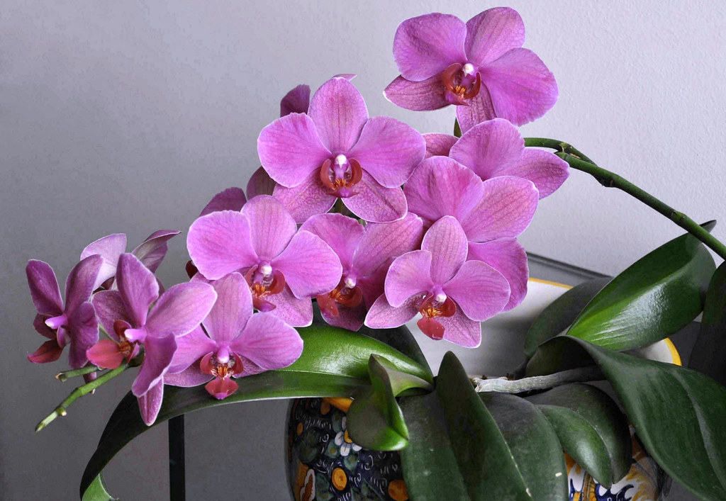Orchidea Rosa Viola Melisenda2010 Flickr