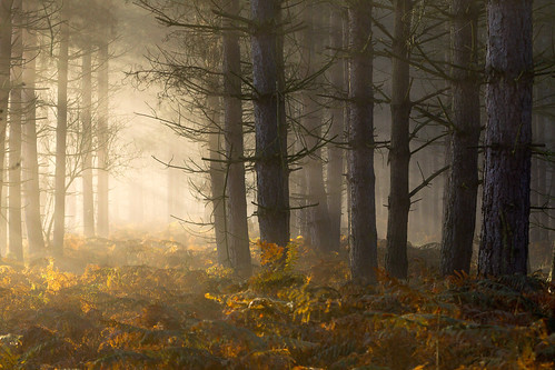 sambourne coughton alcester warwickshire forest trees woods light mist misty fog foggy landscape appicoftheweek sony a6000 zeiss 70200mmf4 jactoll