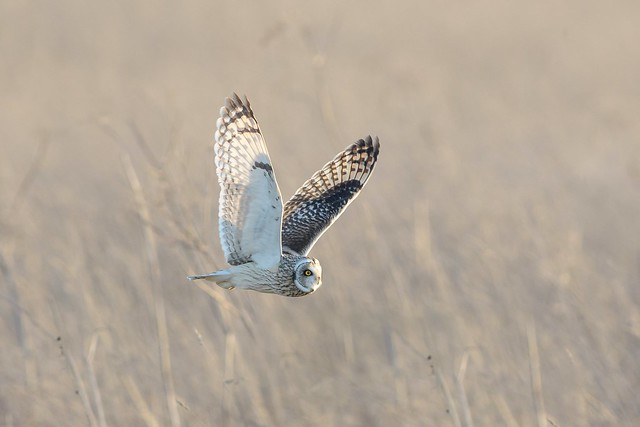 Short-eared owl, wings at full stretch.