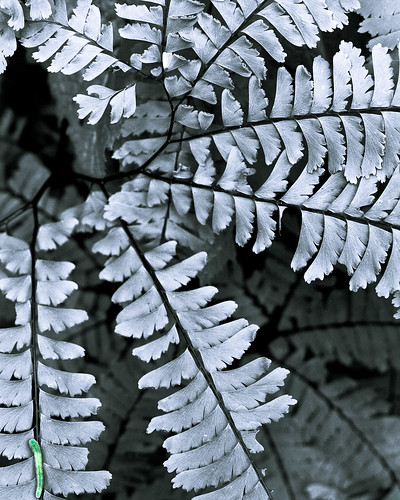 blackandwhite bw plant fern green texture leaves lines bug 50mm flying wings pattern many critter branches caterpillar worn layers desaturated canoneosdigitalrebelxt radial lightroom ruffled maidenhairfern converging adiantumpedatum splittoning fivefingeredfern nesmithpointhike