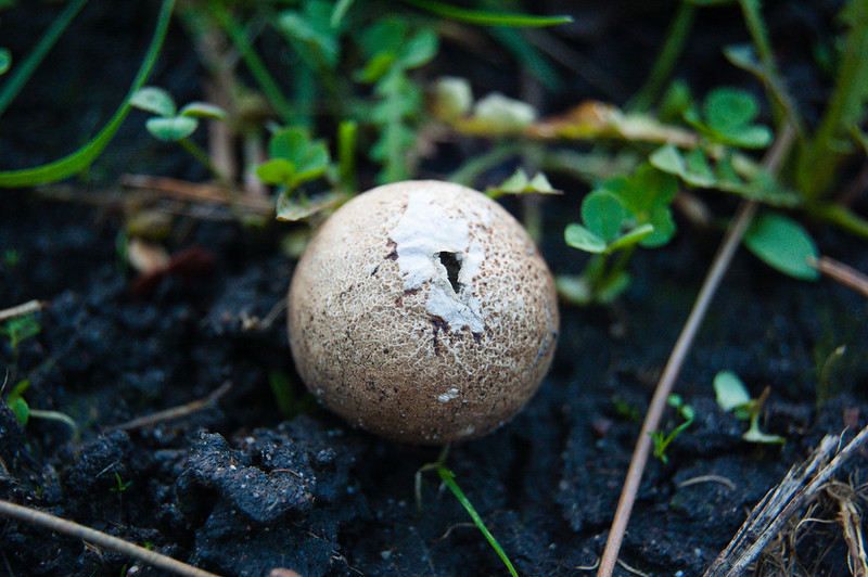 Puffball