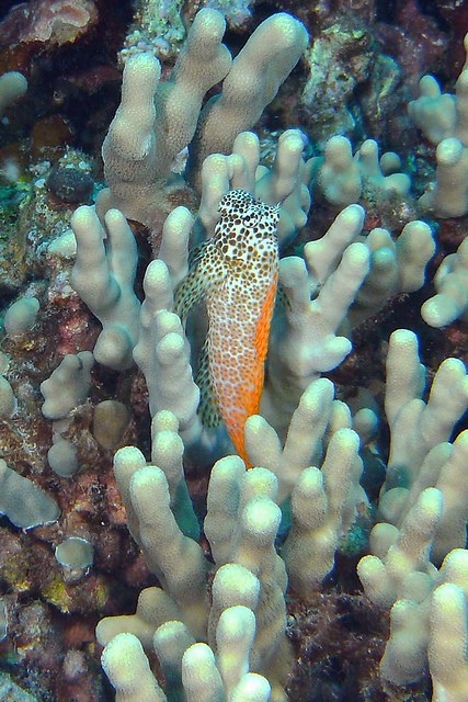 Spotted Coral Blenny V