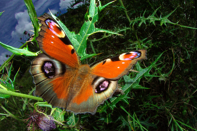 Peacock Butterfly (insect's eye lens)