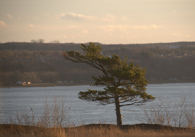 Wind Swept Tree on the St. Lawrence River Bank