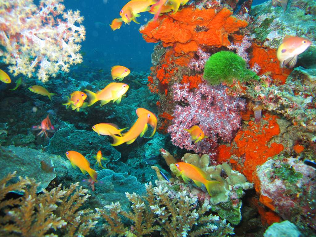 Fish | Fish... Similan Islands 2009 | Peter Thurgood | Flickr