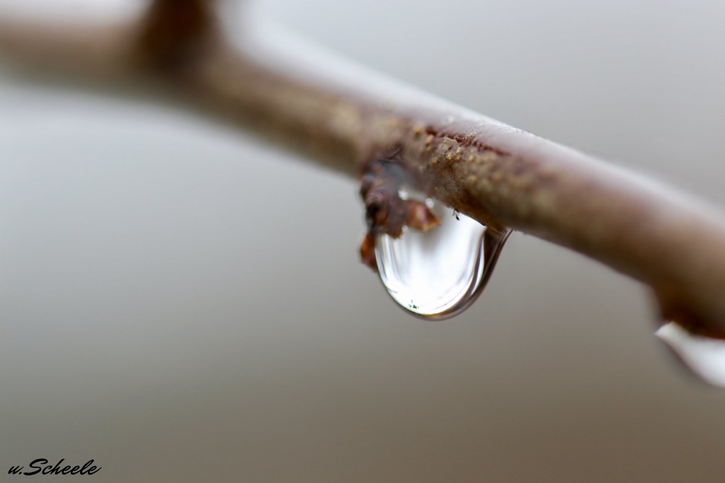 Water drop on a branch.