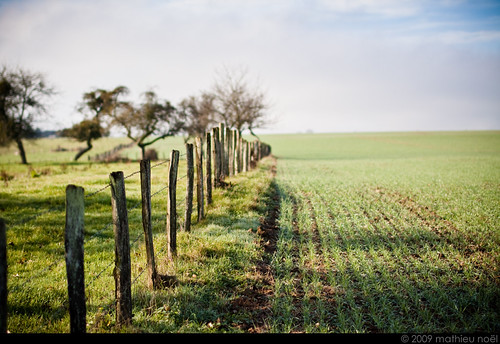 Vezet - Chemin de remembrement by Mathieu Noel, © mathieu noëlgreen champs culture fields agriculture franchecomté piquets cloture hautesaône 70130 
