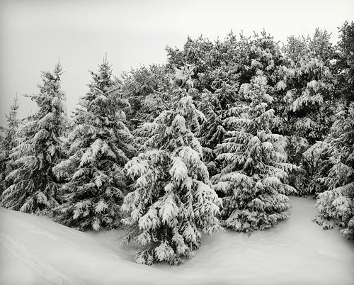 trees panorama copyright snow virginia panoramic allrightsreserved zuikodigital35mm ©daveelmore