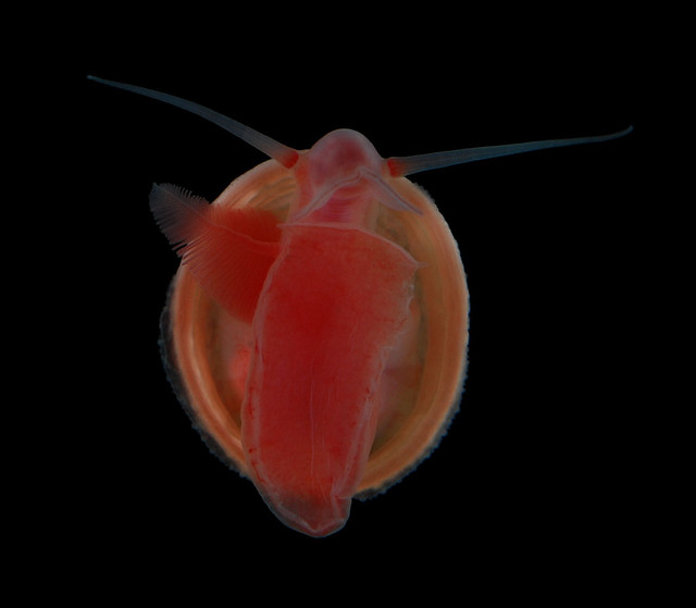 Phenacolepas sp, ventral view