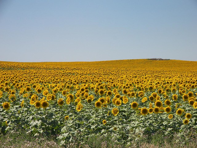 Sunflowers, Somewhere in North Dakota