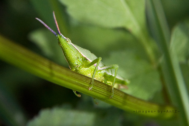 Grasshopper....No Apparently 