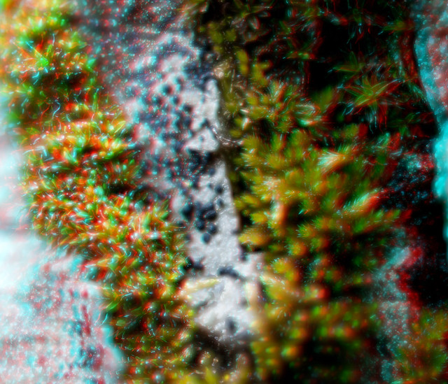 Syntrichia and friend Anaglyph 2