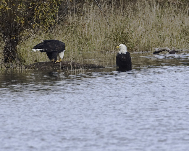 A Bald Eagle Picnic on the Campbell River