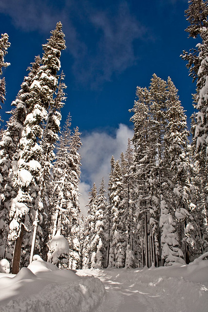 Snow Goblin Trees